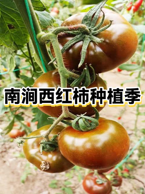 西红柿应季是几月