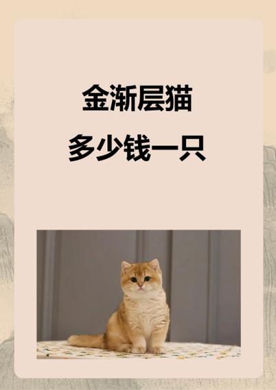 金渐层价格在多少钱一只