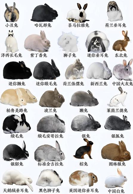 兔子种类