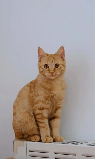 中文音声 cv小野猫