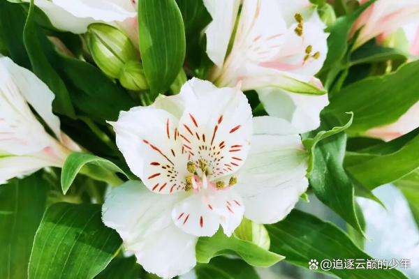 我们终将重逢花语的花