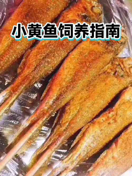 小黄鱼的生长环境和特点