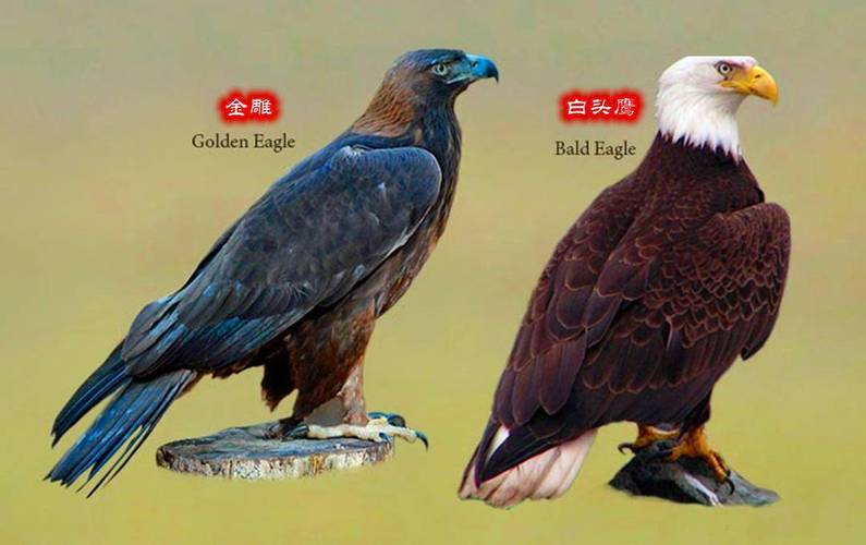 金雕和白头鹰的体型区别缩略图