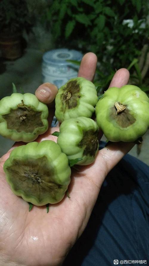 西红柿底部凹进去好吗