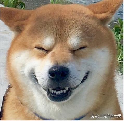doge在聊天中什么意思
