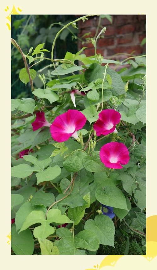 牵牛花来年还会发芽吗