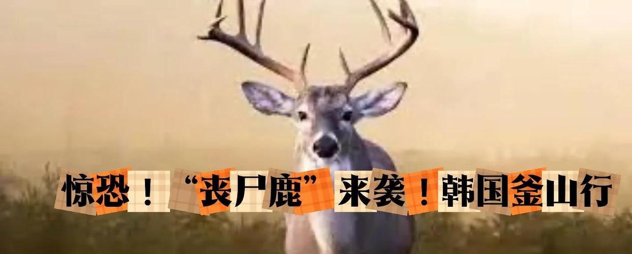 丧尸鹿病毒真的假的