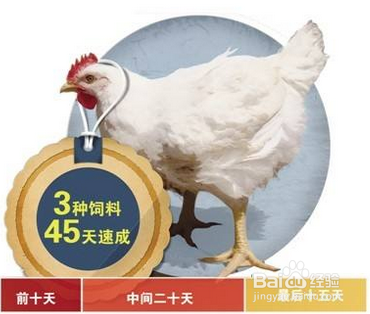 一个月速成鸡吃了有影响吗