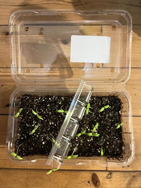 番茄种子怎么催芽