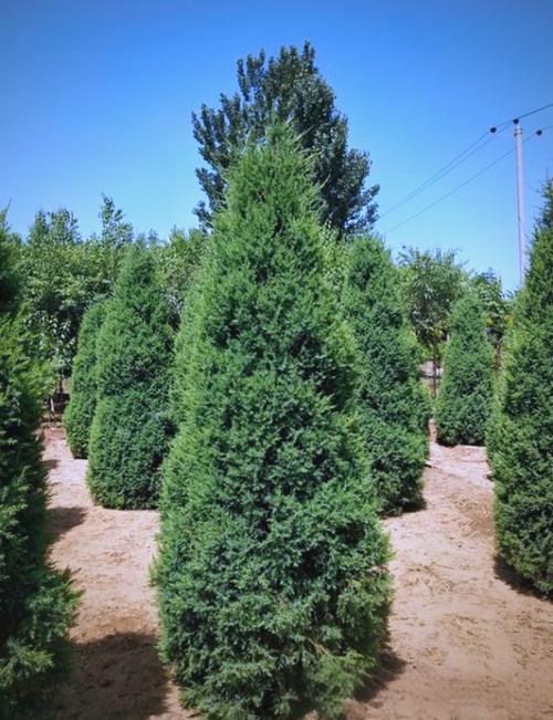 现在种什么树有前景