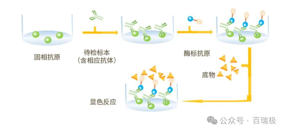 elisa是什么检测方法截图