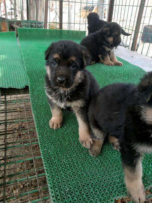 纯种德牧犬多少钱一只幼崽