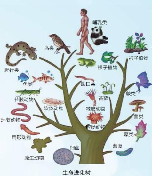 物种起源物种顺序