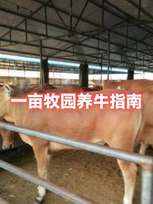 拼多多牧场养牛150斤
