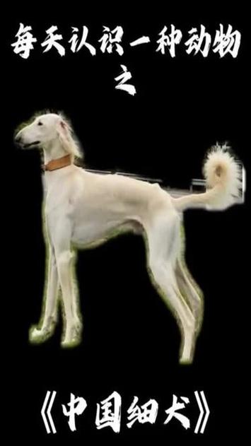 哮天犬原型品种