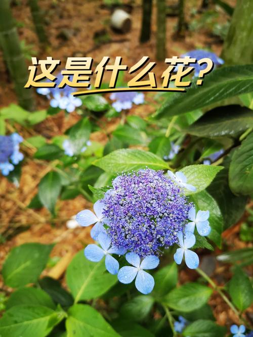薪享花现在叫什么图标