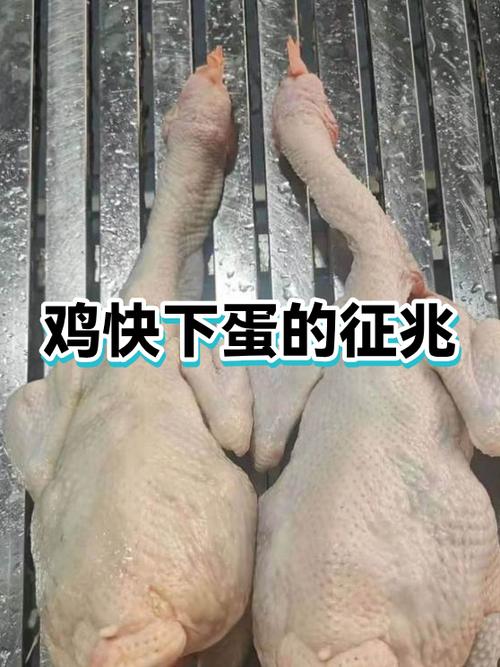 鸡快下蛋的前兆