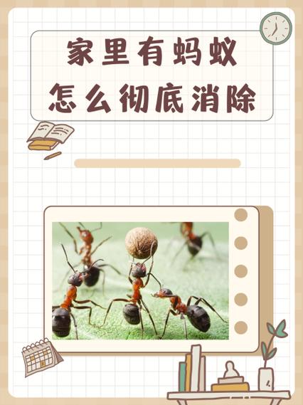 消灭蚂蚁的方法