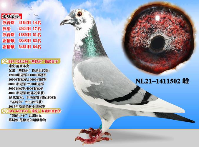 世界大名鸽超级种鸽