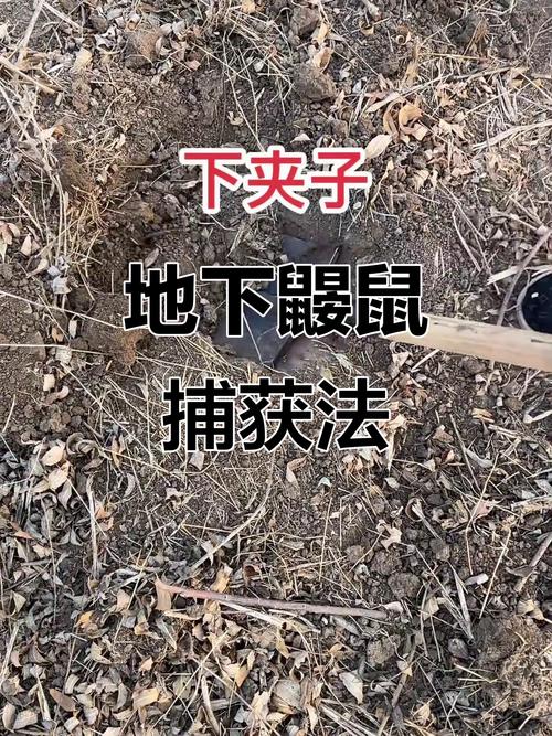 怎样捕捉田鼠最快方法
