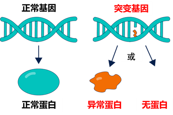 安我基因.享瘦基因检测