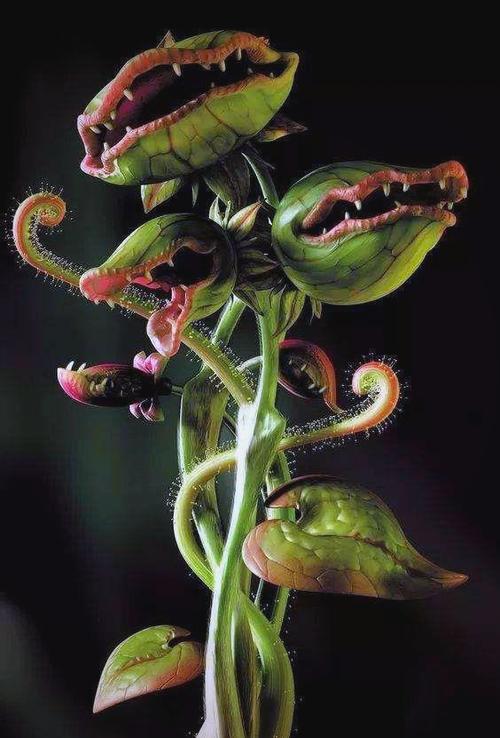 植物食人花
