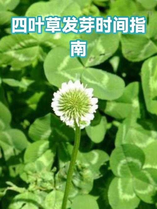 四叶草教程