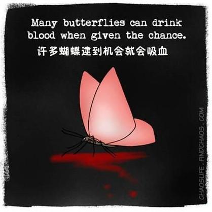 蝴蝶的血图片游戏截图