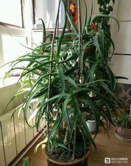 芦荟喜阴还是喜阳缩略图