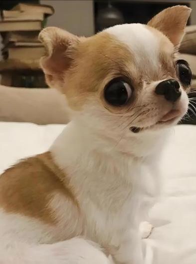 对儿童最好的小型犬