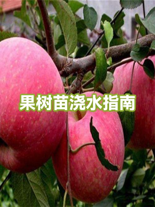 果树浇水一天最佳时间