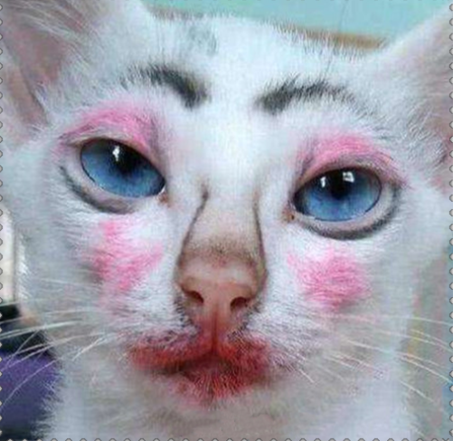 给猫美颜