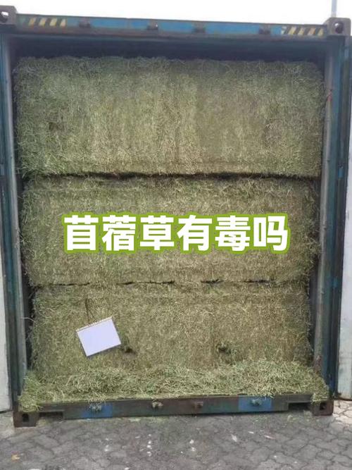 有毒苜蓿长什么样子