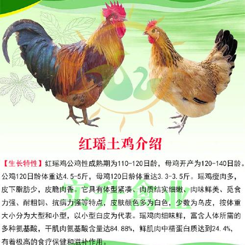 离我最近的鸡苗零售