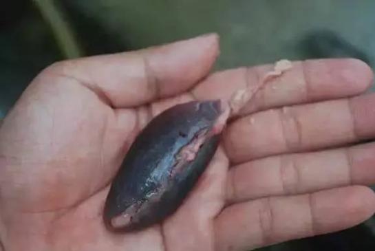 鱼胆的正确使用方法