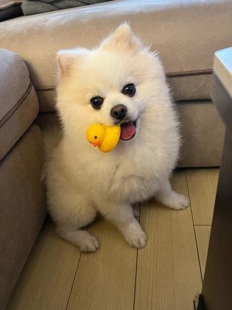 狗狗泪痕多久能治好