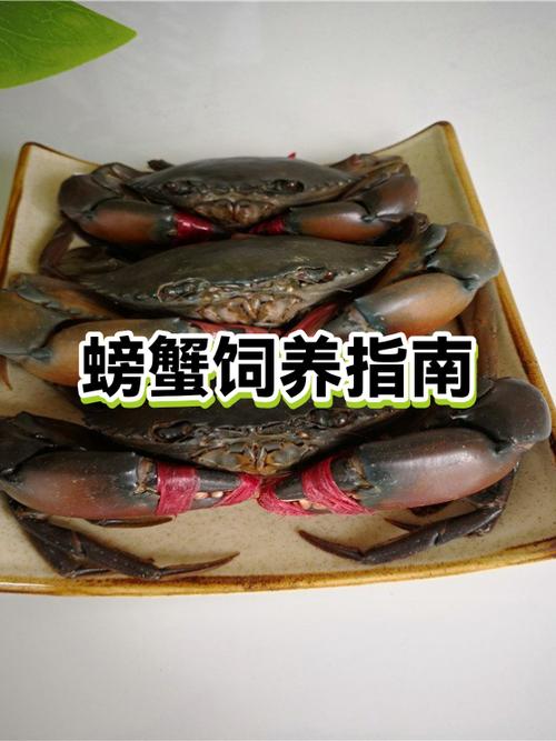 如何正确饲养螃蟹