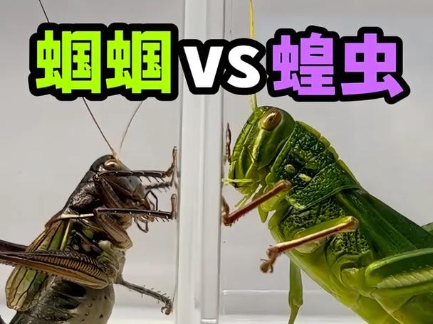蝈蝈顺口溜大全缩略图