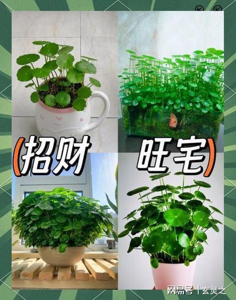 财气最旺的是什么花
