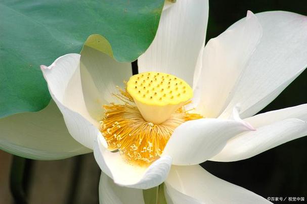 莲花是什么生肖?