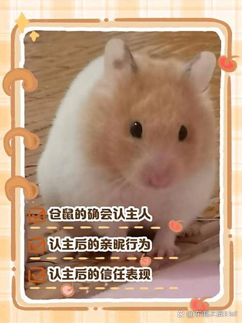 仓鼠会认主人吗