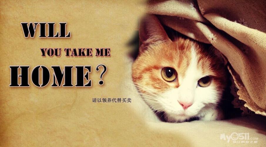 出售小猫的广告语
