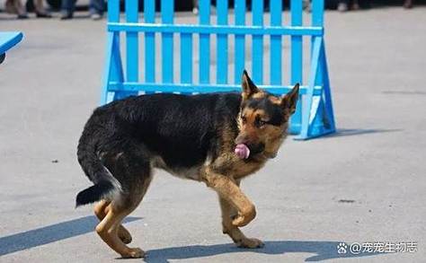 什么长久气味能驱赶狗
