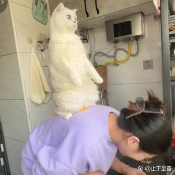 猫咪为什么喜欢跳我背上