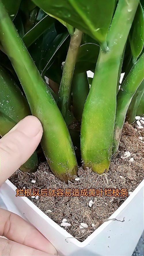 金钱树怎么养护与浇水