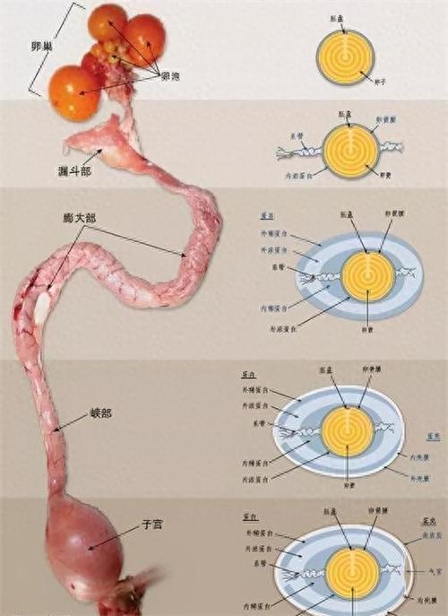鸡的生成