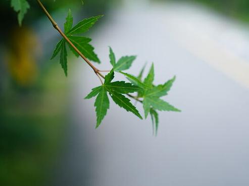 为什么苹果原相机拍照虚化