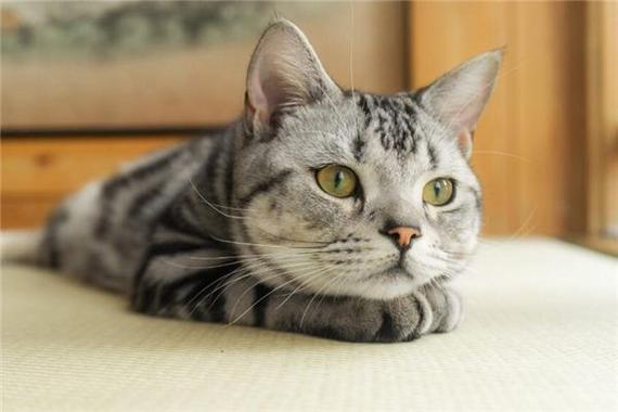 属蛇养猫招财吗