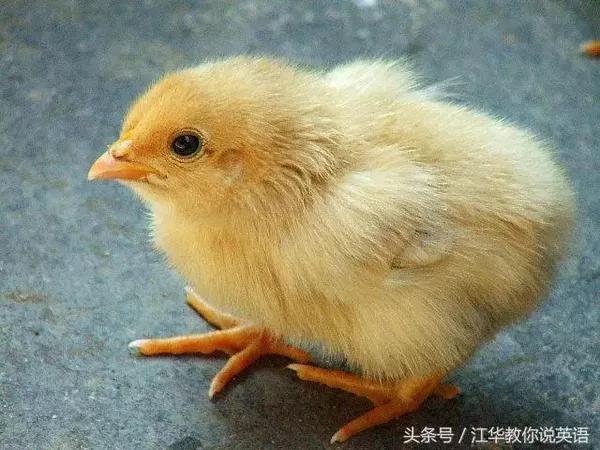 cock的正确发音