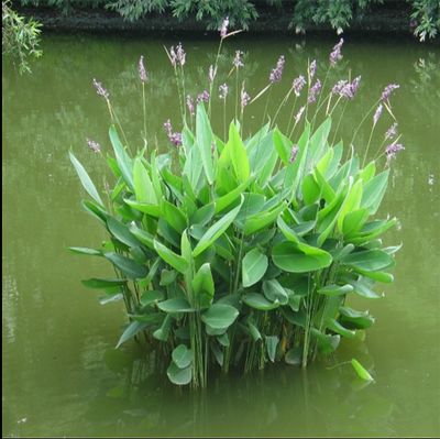 再力花